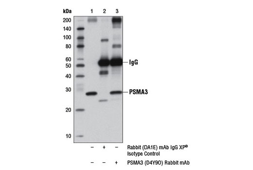 Immunoprecipitation Image 1: PSMA3 (D4Y9O) Rabbit mAb