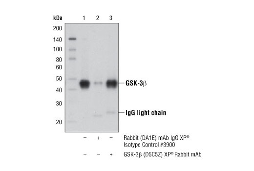  Image 8: GSK-3 Antibody Sampler Kit