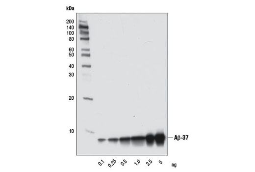  Image 2: β-Amyloid Peptides Antibody Sampler Kit
