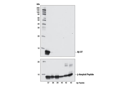 Image 12: β-Amyloid Peptides Antibody Sampler Kit