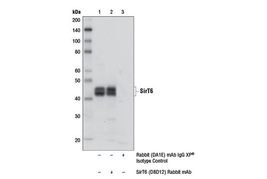 Immunoprecipitation Image 1: SirT6 (D8D12) Rabbit mAb