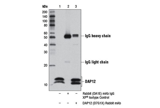  Image 32: TREM2 Signaling Pathways Antibody Sampler Kit