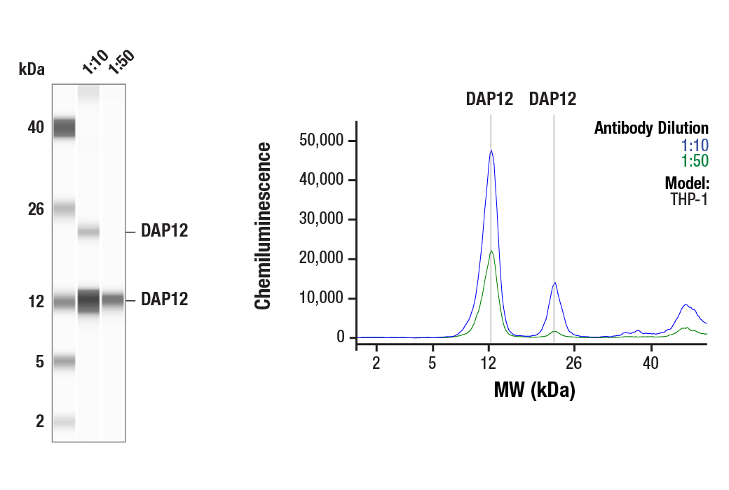  Image 1: TREM2 Signaling Pathways Antibody Sampler Kit