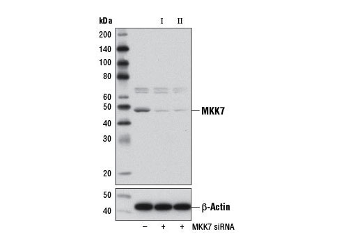  Image 1: SignalSilence® MKK7 siRNA II (Mouse Specific)