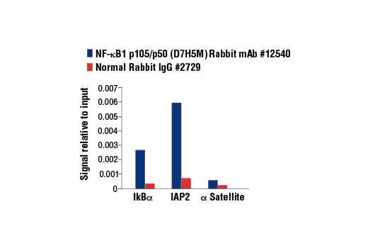 Chromatin Immunoprecipitation Image 1: NF-κB1 p105/p50 (D7H5M) Rabbit mAb