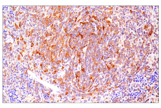 Immunohistochemistry Image 6: NF-κB1 p105/p50 (D7H5M) Rabbit mAb