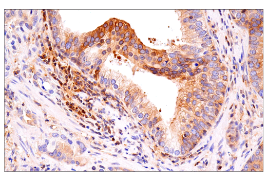 Immunohistochemistry Image 2: NF-κB1 p105/p50 (D7H5M) Rabbit mAb