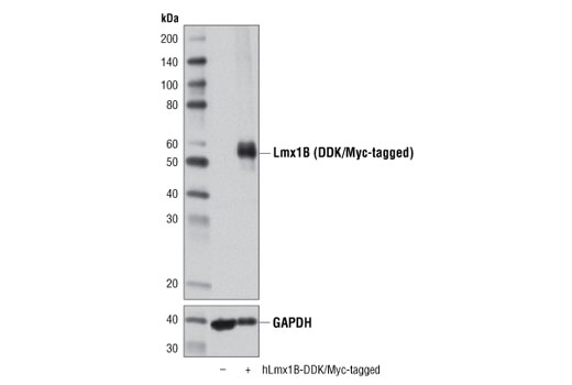 Western Blotting Image 1: Lmx1B Antibody