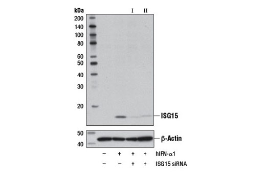  Image 1: SignalSilence® ISG15 siRNA II
