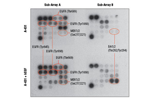  Image 2: PathScan® EGFR Signaling Antibody Array Kit (Chemiluminescent Readout)
