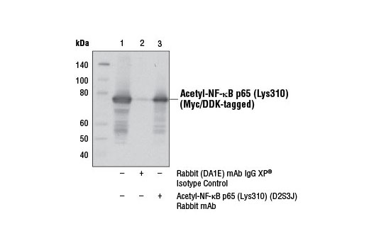 Immunoprecipitation Image 1: Acetyl-NF-κB p65 (Lys310) (D2S3J) Rabbit mAb