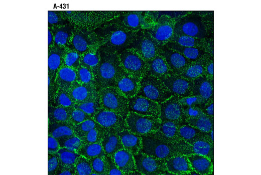 Immunofluorescence Image 1: DSG2 (10D2) Mouse mAb (IF Specific)