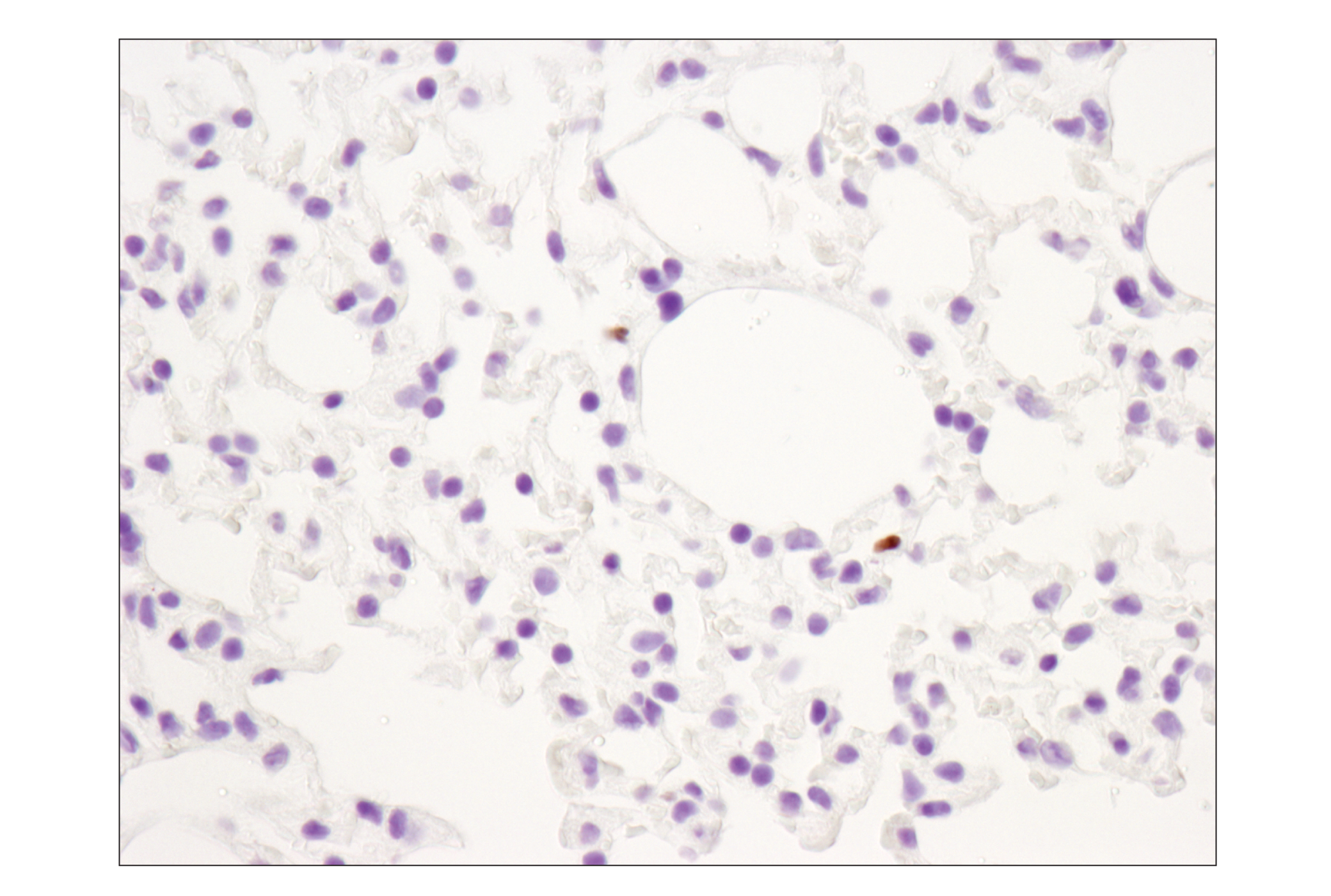  Image 33: Mouse Immune Cell Phenotyping IHC Antibody Sampler Kit