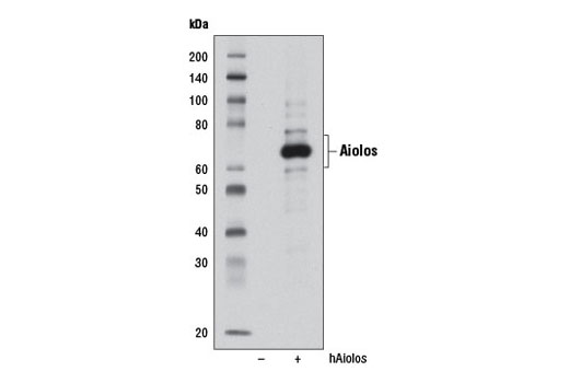 Western Blotting Image 1: Aiolos Antibody