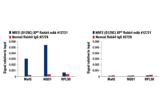 Chromatin Immunoprecipitation Image 3: NRF2 (D1Z9C) XP® Rabbit mAb