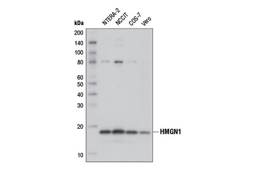  Image 1: High Mobility Group (HMG) Proteins Antibody Sampler Kit