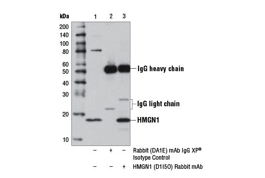  Image 7: High Mobility Group (HMG) Proteins Antibody Sampler Kit