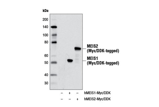 Western Blotting Image 1: MEIS1/2 Antibody