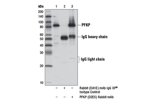 Immunoprecipitation Image 1: PFKP (D2E5) Rabbit mAb
