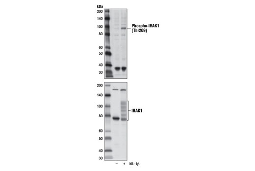 Western Blotting Image 1: Phospho-IRAK1 (Thr209) Antibody