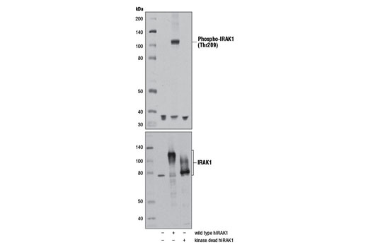 Western Blotting Image 2: Phospho-IRAK1 (Thr209) Antibody