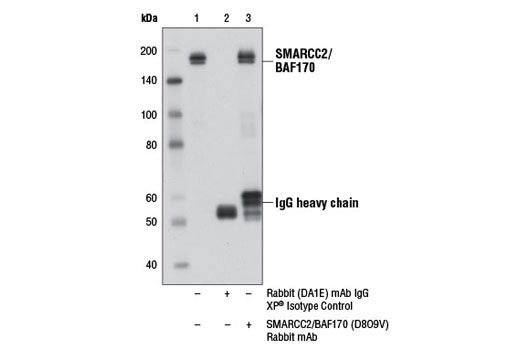  Image 23: BAF Complex Antibody Sampler Kit II