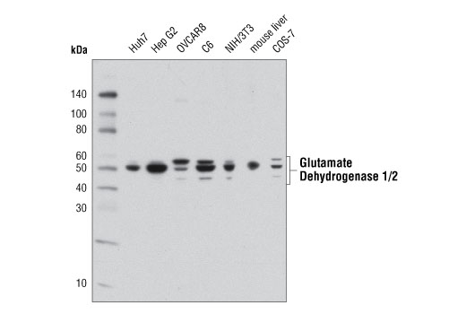  Image 12: Glutamine Metabolism Antibody Sampler Kit