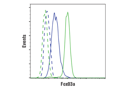 Flow Cytometry Image 1: FoxO3a (D19A7) Rabbit mAb