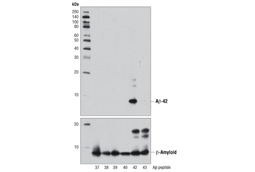  Image 3: β-Amyloid Peptides Antibody Sampler Kit