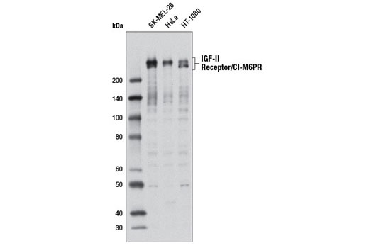 Western Blotting Image 1: IGF-II Receptor/CI-M6PR Antibody