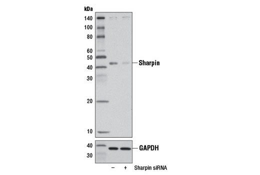  Image 1: SignalSilence® Sharpin siRNA I