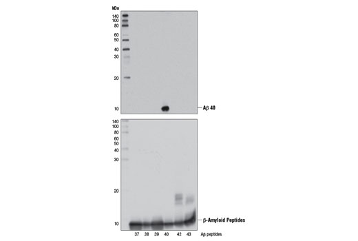  Image 10: β-Amyloid Peptides Antibody Sampler Kit