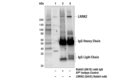 Immunoprecipitation Image 1: LRRK2 (D18E12) Rabbit mAb