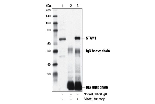 Immunoprecipitation Image 1: STAM1 Antibody