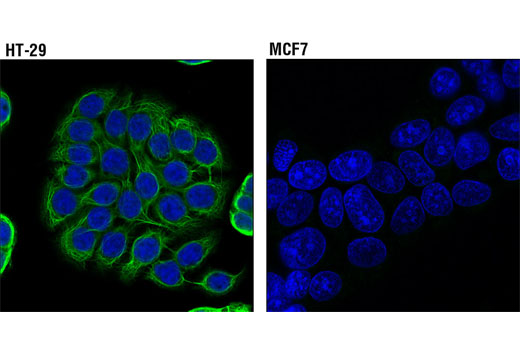Immunofluorescence Image 1: Keratin 20 (D9Z1Z) XP® Rabbit mAb (BSA and Azide Free)