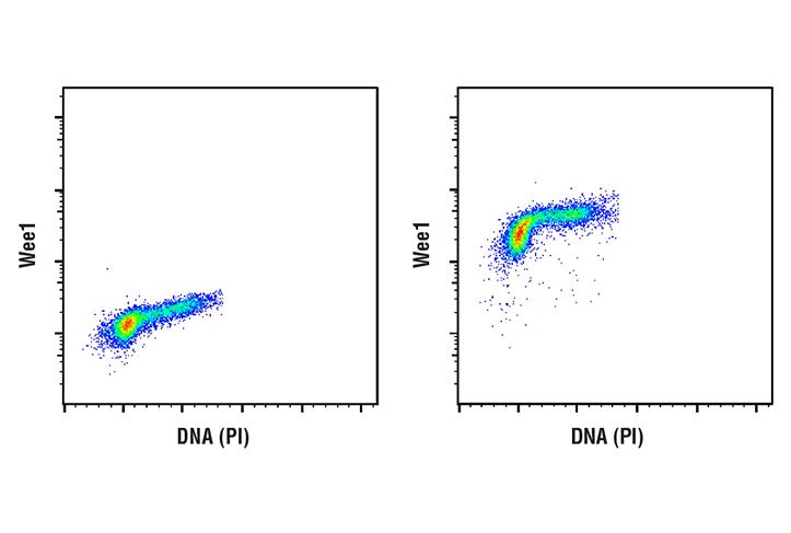 Flow Cytometry Image 1: Wee1 (D10D2) Rabbit mAb (BSA and Azide Free)