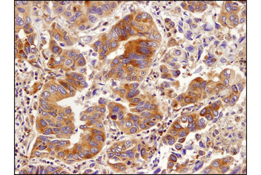 Immunohistochemistry Image 1: eIF4B (1F5) Mouse mAb