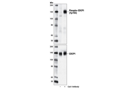 Western Blotting Image 1: Phospho-CDCP1 (Tyr743) Antibody