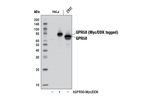 Western Blotting Image 1: GPR50 Antibody