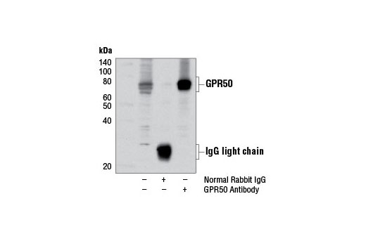 Immunoprecipitation Image 1: GPR50 Antibody