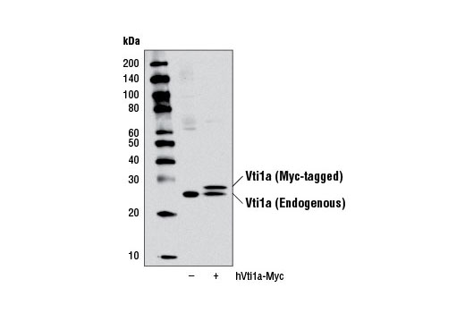 Western Blotting Image 1: Vti1a Antibody