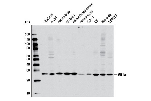 Western Blotting Image 2: Vti1a Antibody