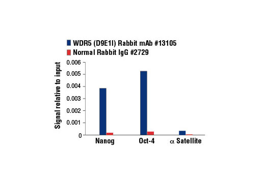 Chromatin Immunoprecipitation Image 3: WDR5 (D9E1I) Rabbit mAb