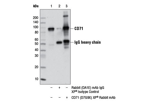 Immunoprecipitation Image 1: CD71 (D7G9X) XP® Rabbit mAb