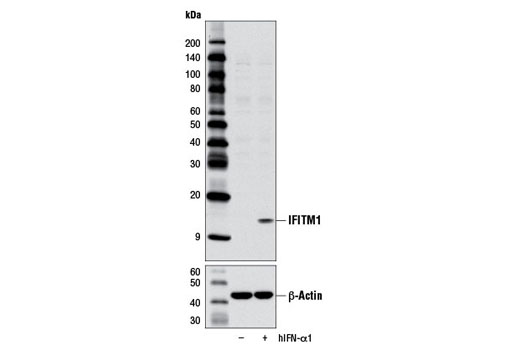 Western Blotting Image 3: IFITM1 Antibody