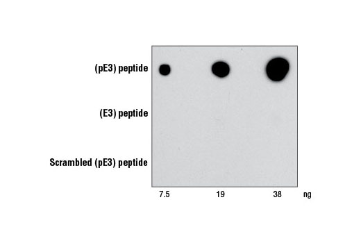  Image 1: β-Amyloid (pE3 Peptide) Antibody