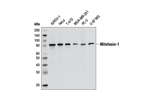 Western Blotting Image 1: Mitofusin-1 Antibody