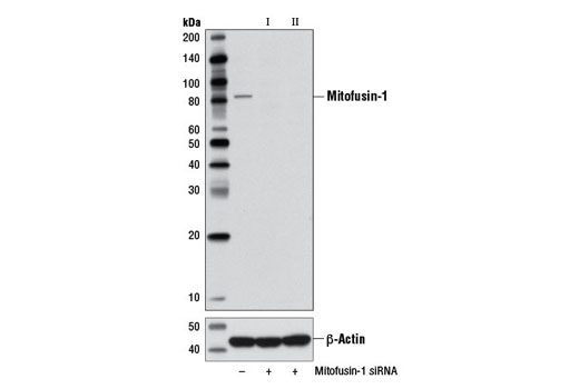 Western Blotting Image 2: Mitofusin-1 Antibody