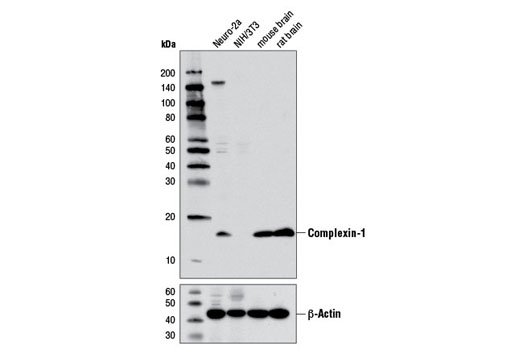 Western Blotting Image 1: Complexin-1 Antibody