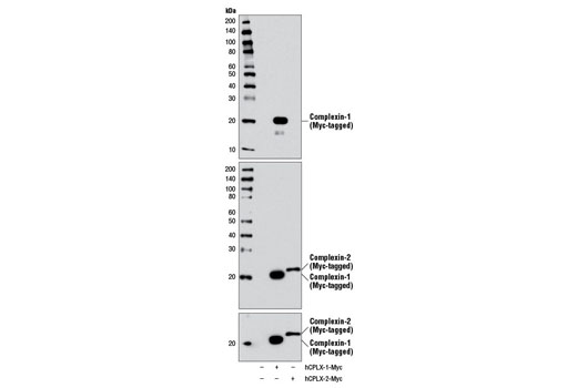 Western Blotting Image 2: Complexin-1 Antibody